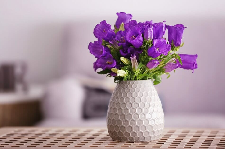 Occasions de cadeaux appropriées pour les campanules