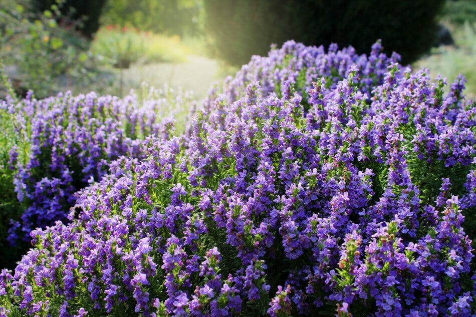 A propos des fleurs de sarriette