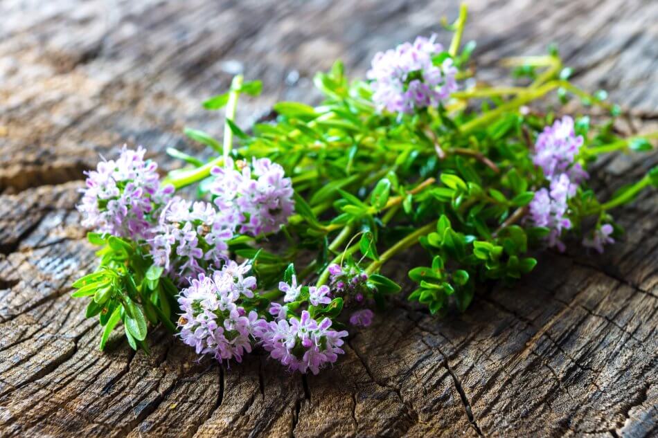 Signification et symbolisme de la fleur de sarriette