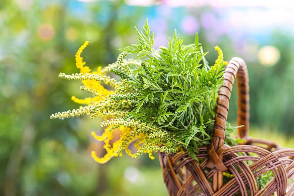 L'ambroisie dans le langage victorien des fleurs