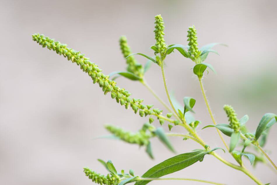 Signification et symbolisme de la fleur d'Ambroisie