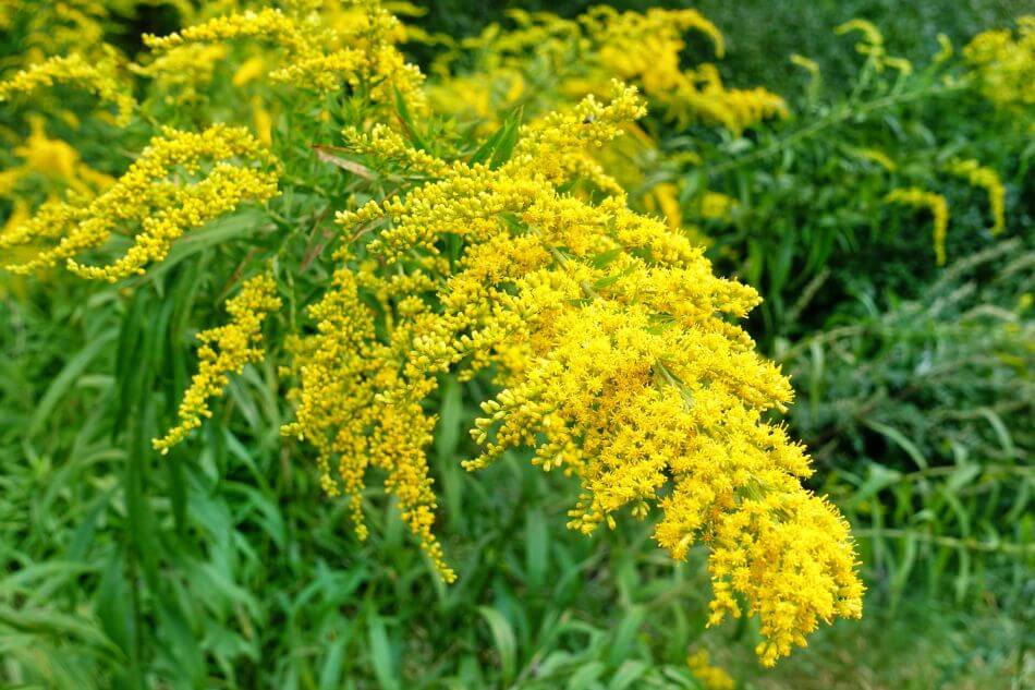 A propos des fleurs d'Ambrosia