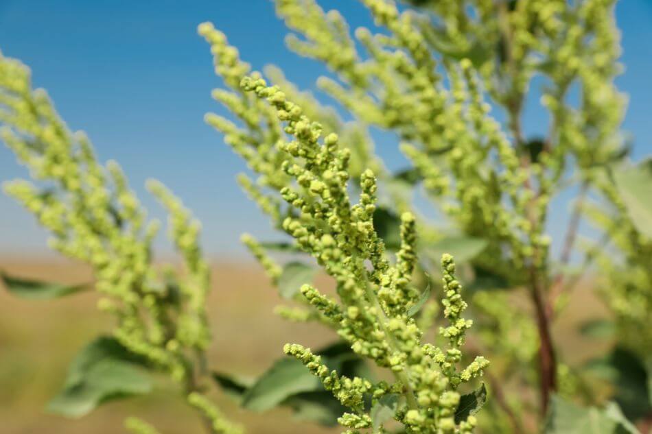 L'importance culturelle des fleurs d'Ambroisie