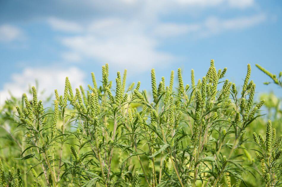 Types, espèces et cultivars populaires d'ambroisie