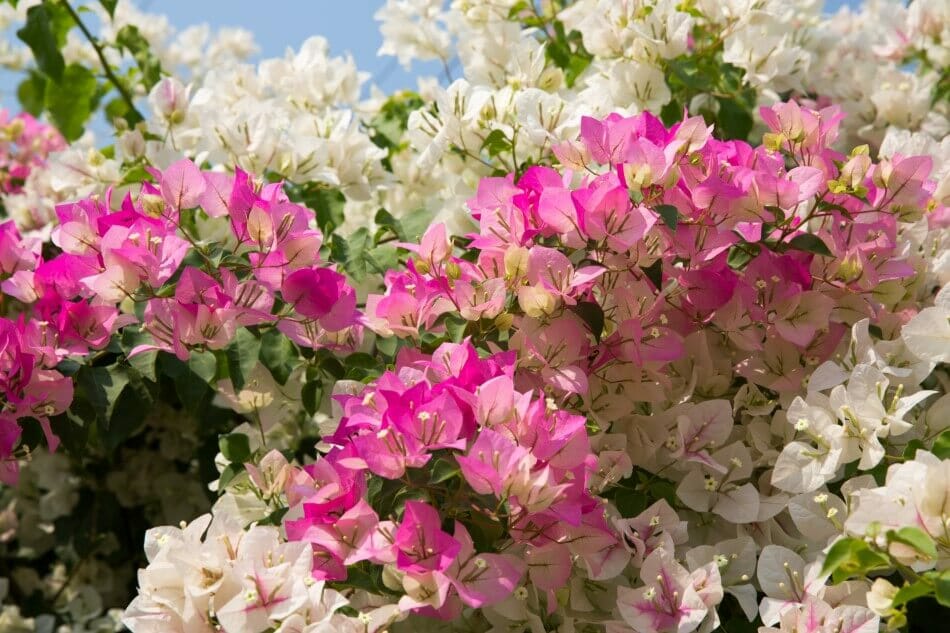 Caractéristiques botaniques, couleurs, parfums