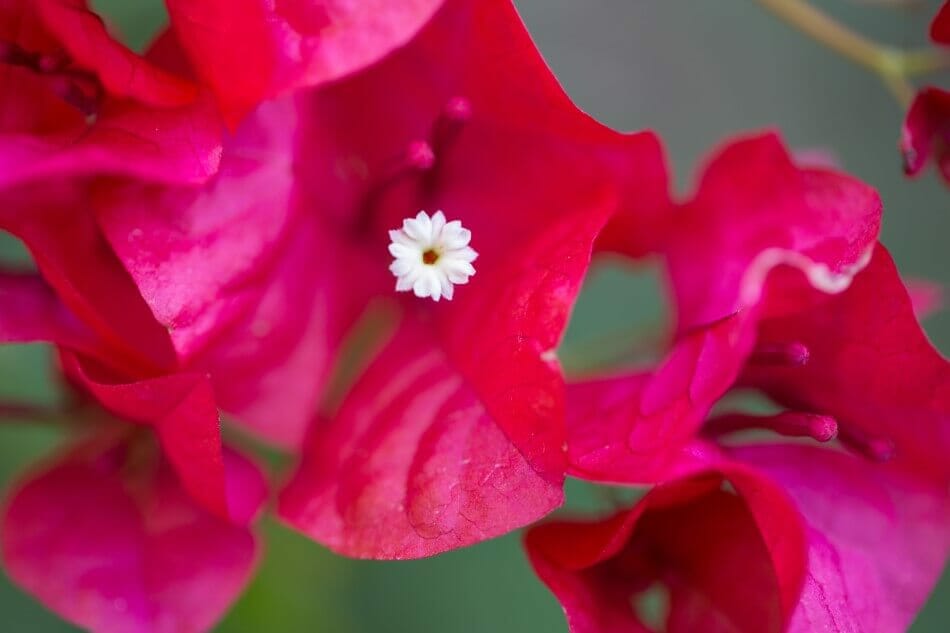 Symbolisme de la fleur de bougainvillier