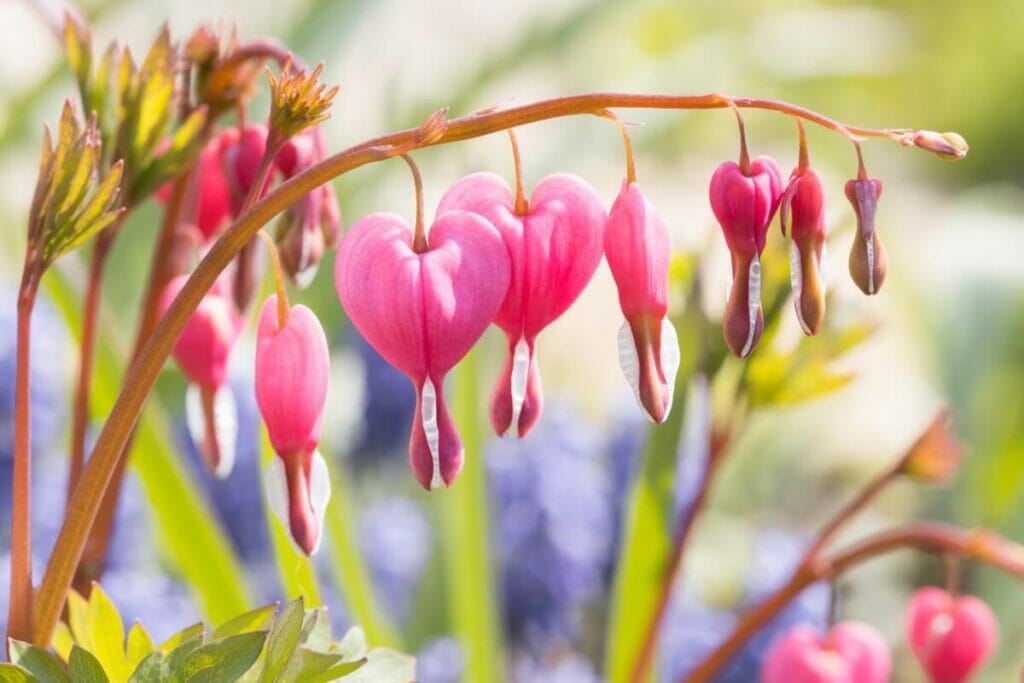 A propos des fleurs à cœur saignant (Lamprocapnos spectabilis)