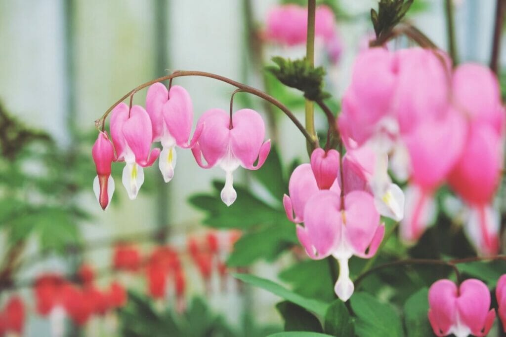 Les utilisations et les bienfaits des fleurs de cœur saignant