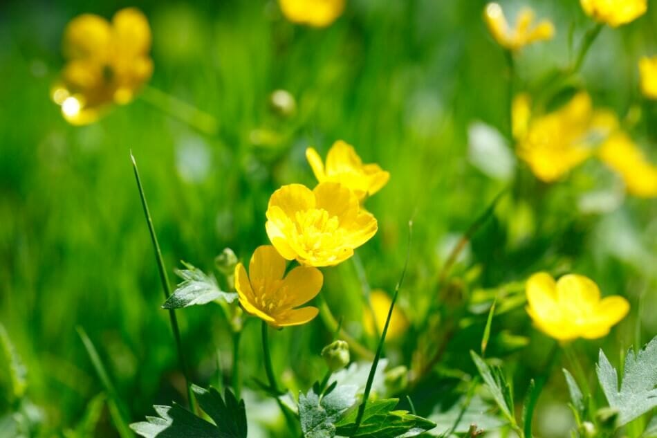 L'importance culturelle des fleurs de bouton d'or