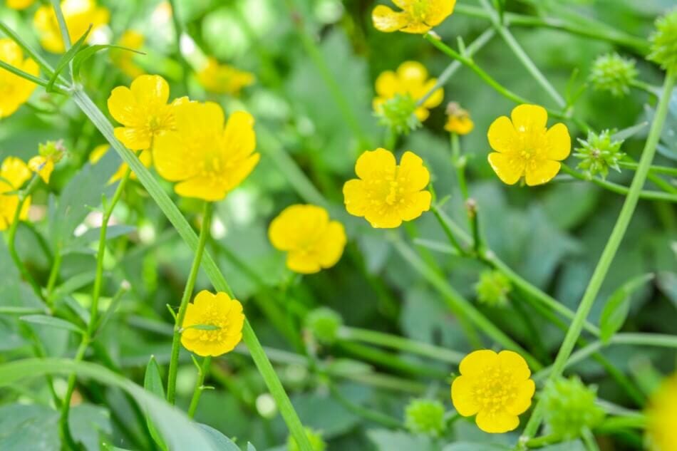 Utilisations et bienfaits des fleurs de bouton d'or