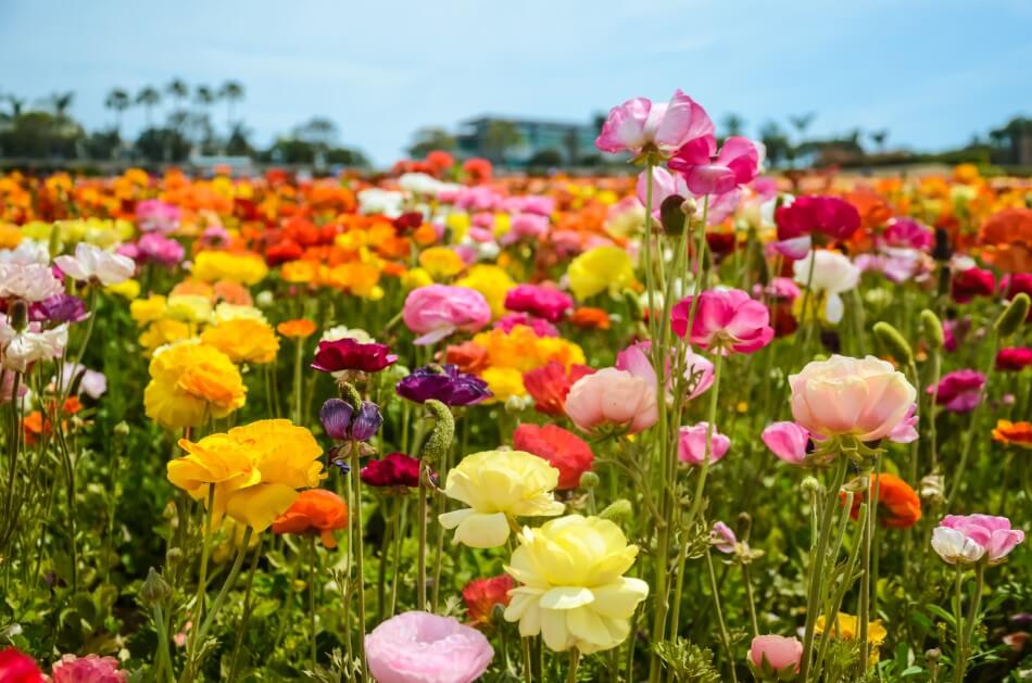 Signification et symbolisme de la fleur bouton d'or