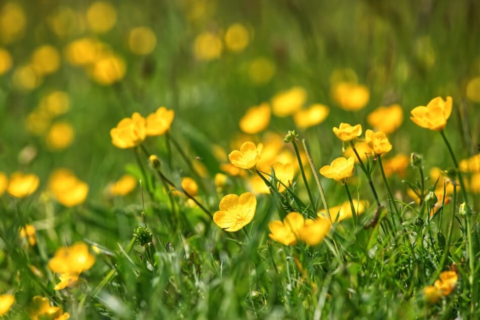 A propos des fleurs de bouton d'or
