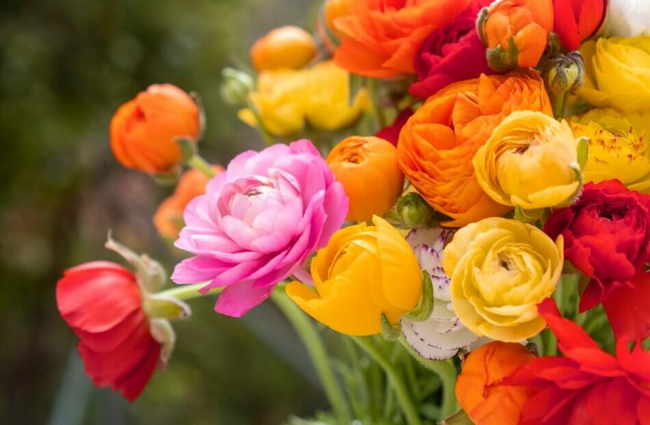 Occasions de cadeaux appropriées pour les fleurs bouton d'or