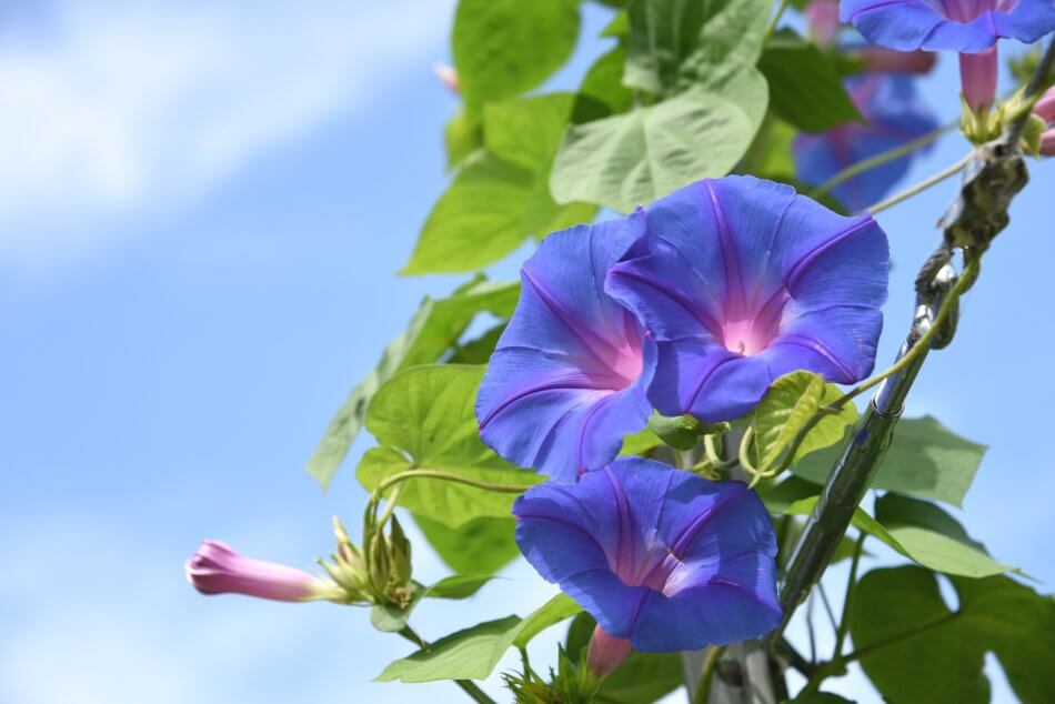L'importance culturelle des fleurs de gloire du matin