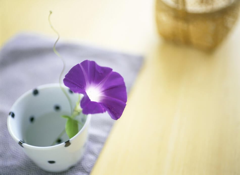 Occasions de cadeaux appropriées pour Morning Glory