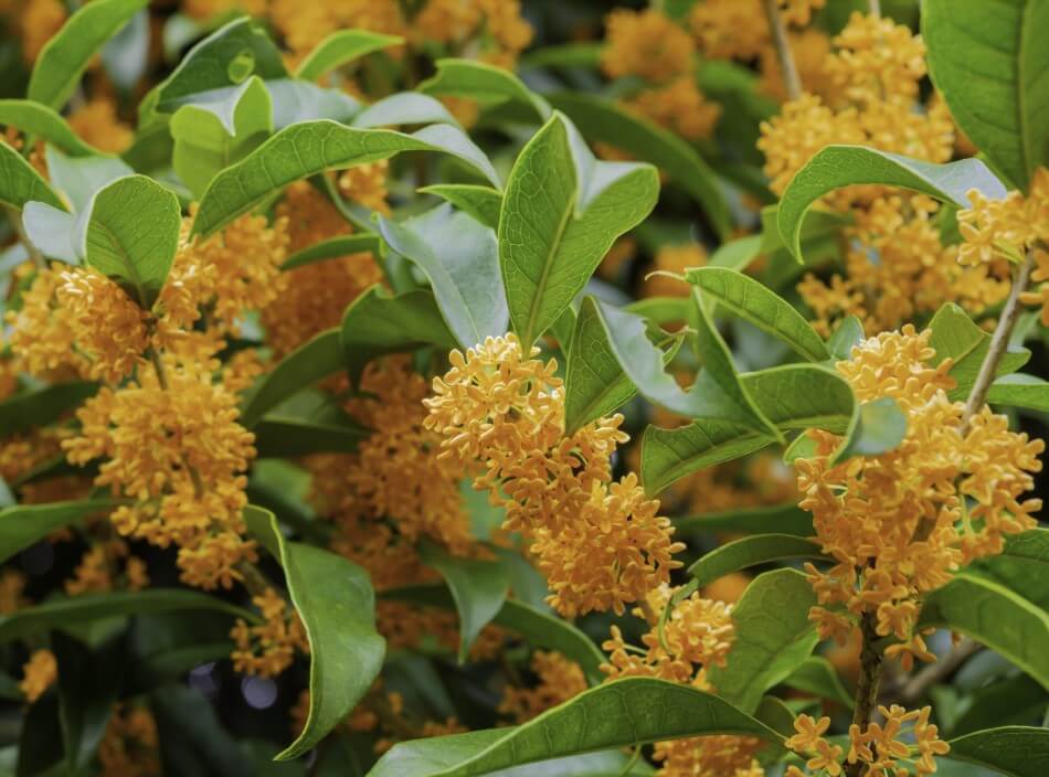 Occasions de cadeaux appropriées pour les fleurs d'osmanthus