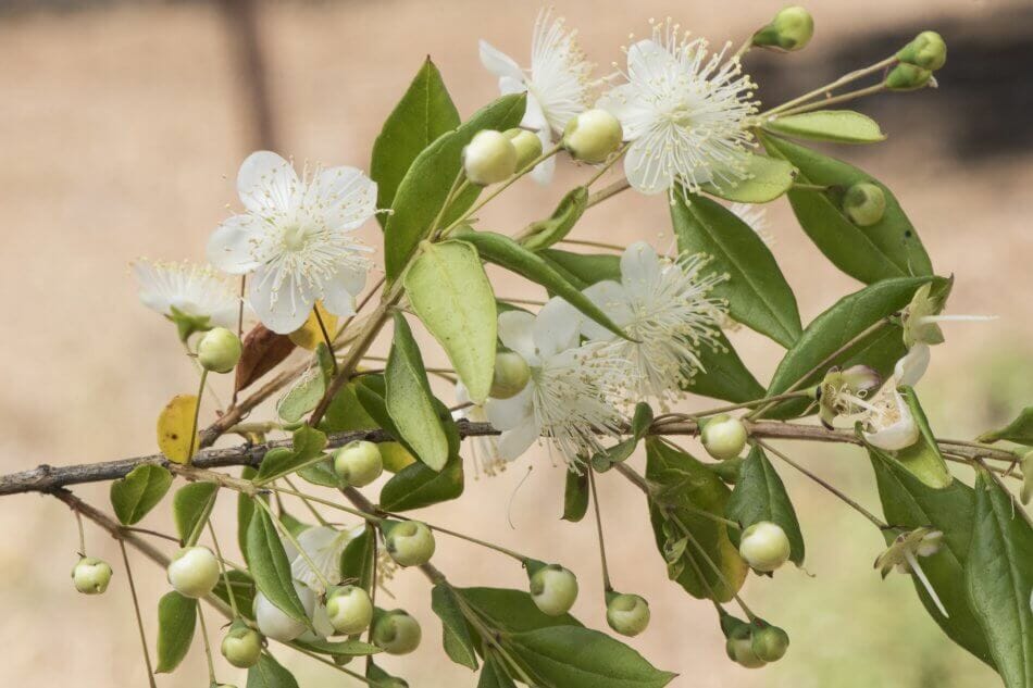 Utilisations et bienfaits du myrte