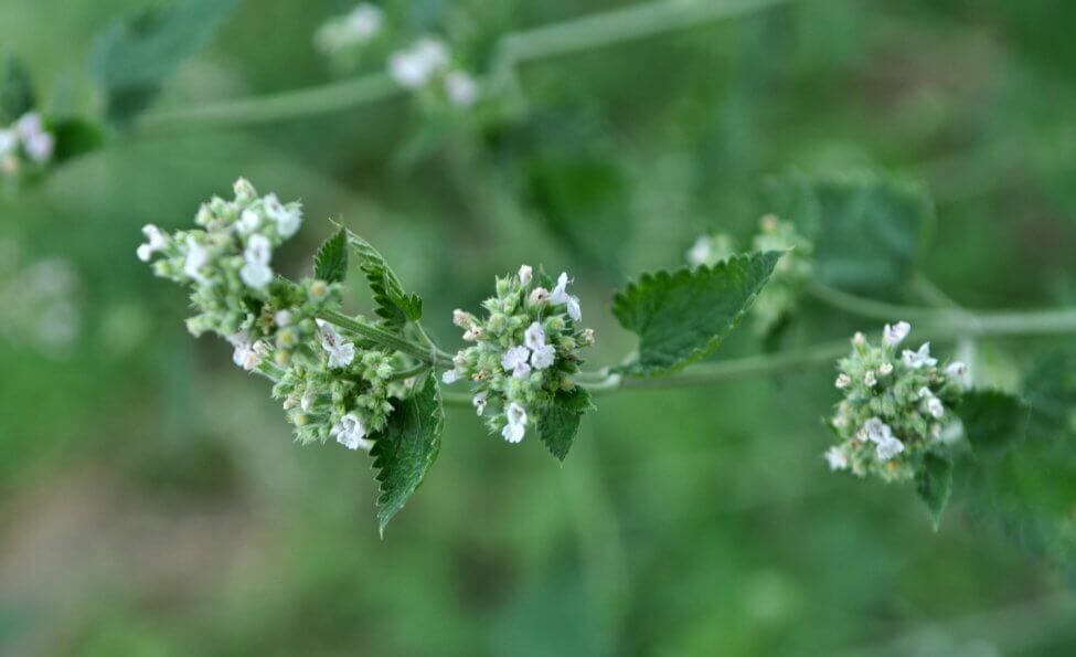 Comment cultiver et prendre soin des plantes de mélisse à la maison