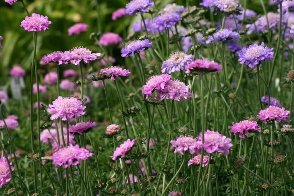 Types populaires de fleurs en coussinets