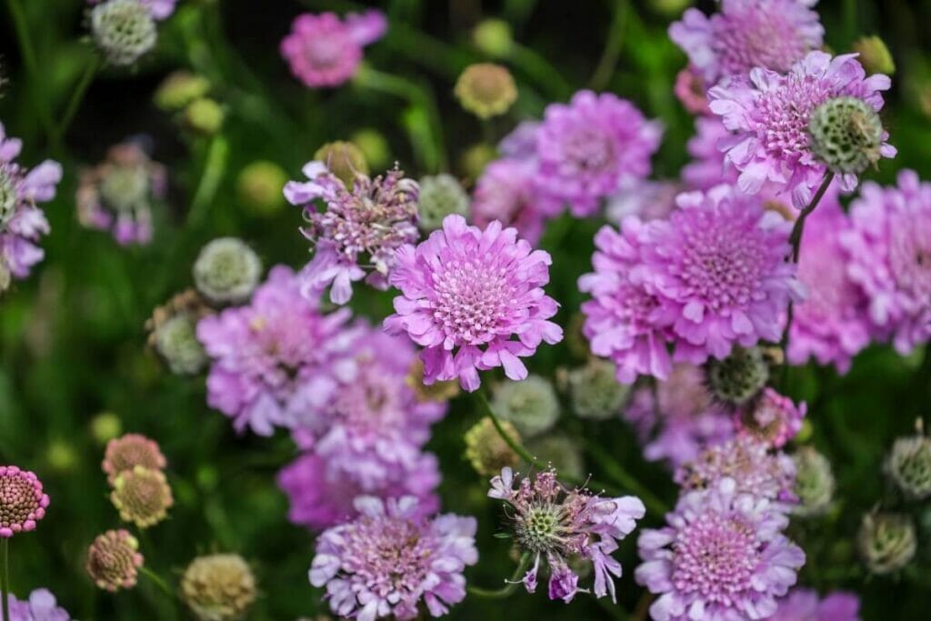 Une fleur d'amour et de perte - Le scabiosa au Hanakotoba et le langage victorien des fleurs