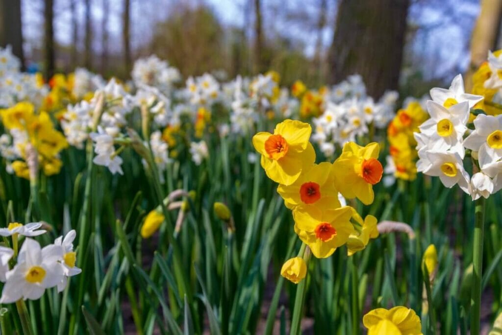 A propos de Jonquil Flowers