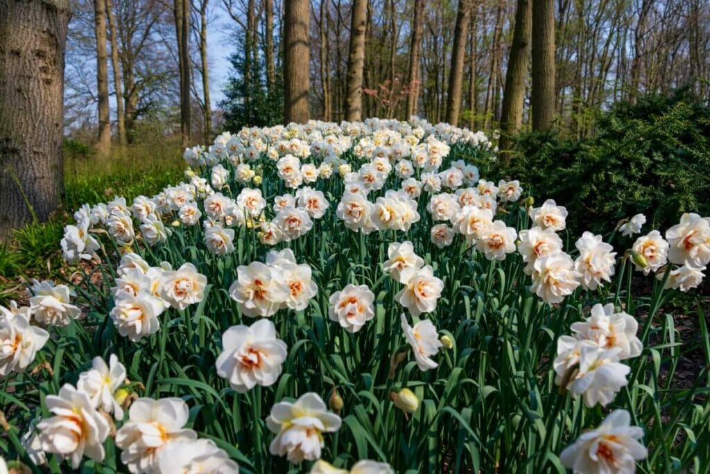 Quelles sont les régions d'origine des jonquilles ?