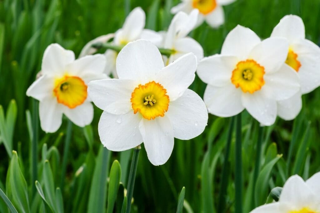La signification, le symbolisme et l'importance culturelle des fleurs de jonquille