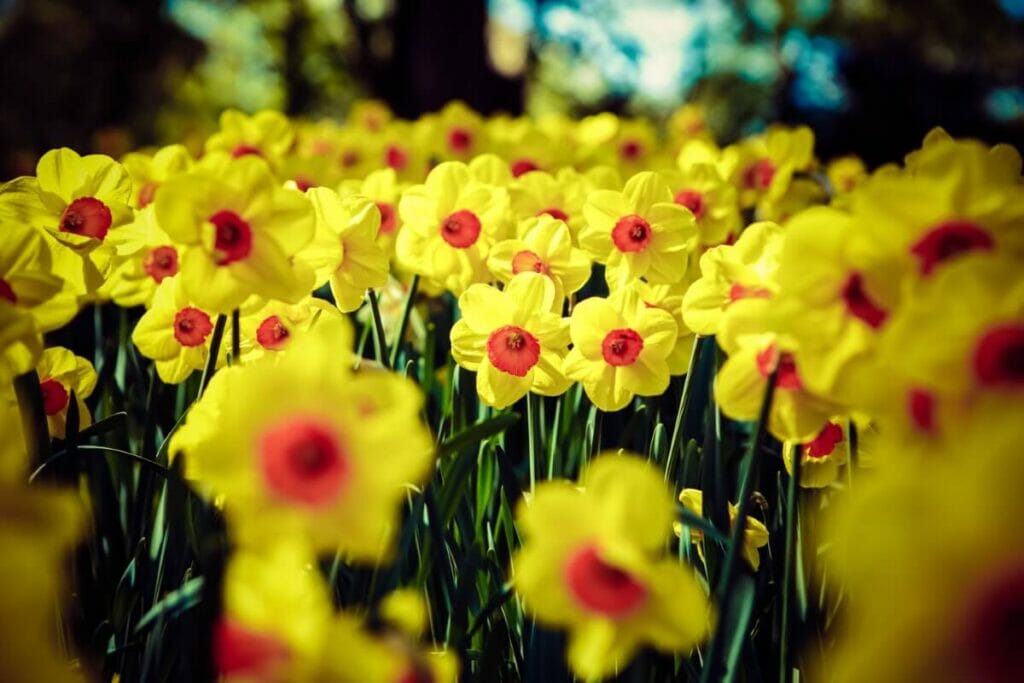 Utilisations et bienfaits des fleurs de jonquille