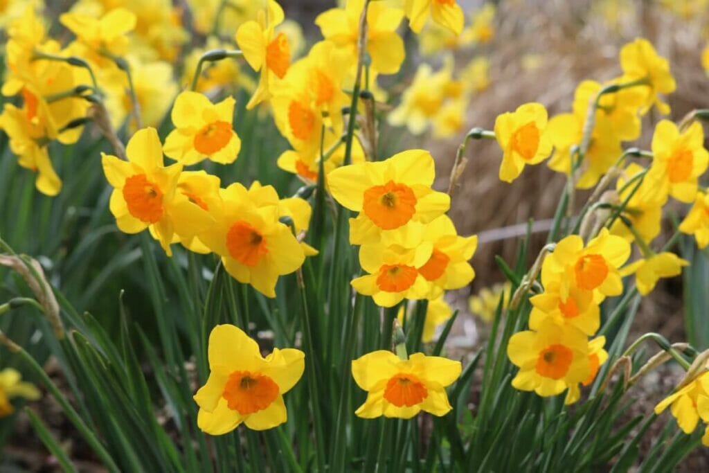 Occasions de cadeaux appropriées pour les fleurs de jonquille