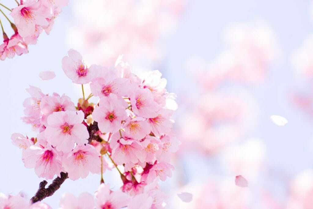 Signification de la fleur de pêcher en Corée