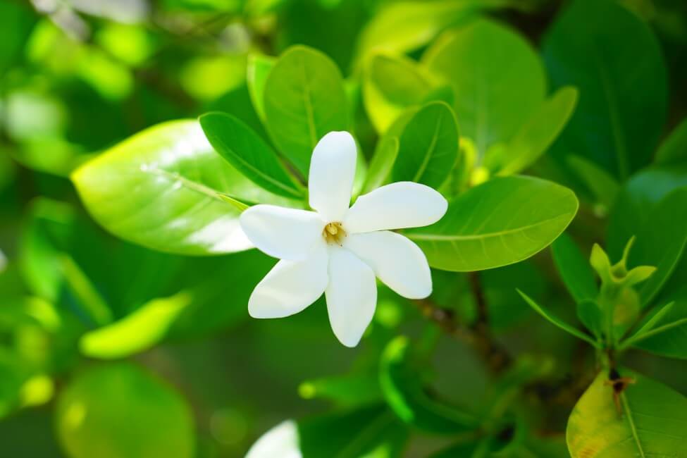 Types, espèces et cultivars populaires de fleurs de gardénia