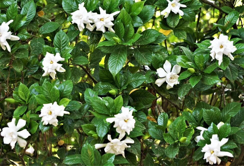 A propos de Gardenia Flowers