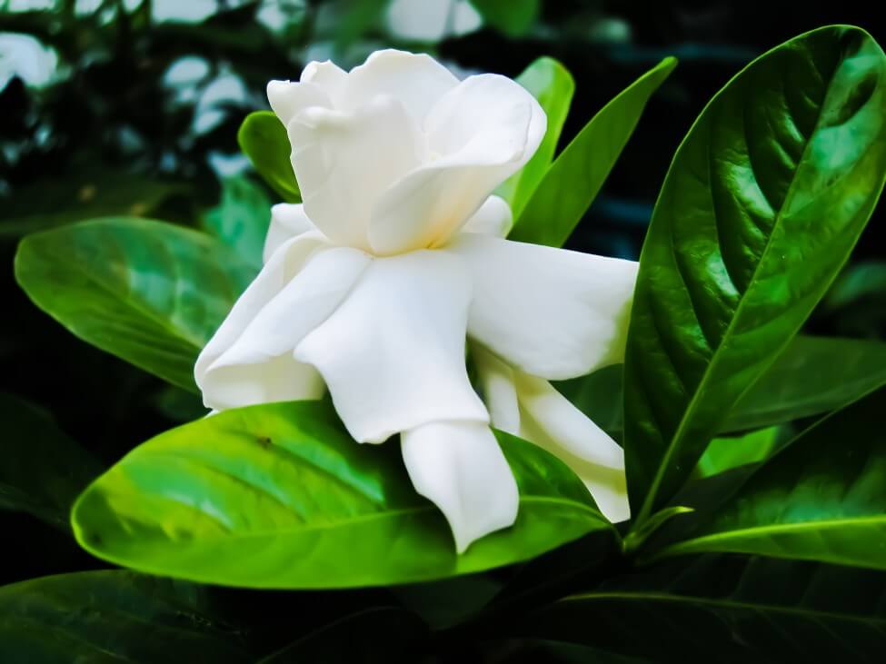 Signification et symbolisme de la fleur de Gardenia