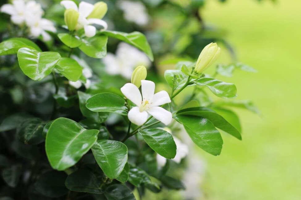 Quelles sont les régions d'origine des fleurs de Gardenia ?