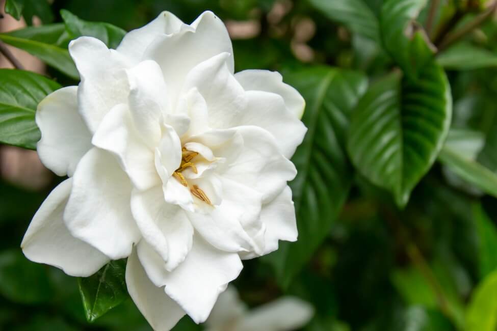 La signification, le symbolisme et l'importance culturelle des fleurs de gardénia