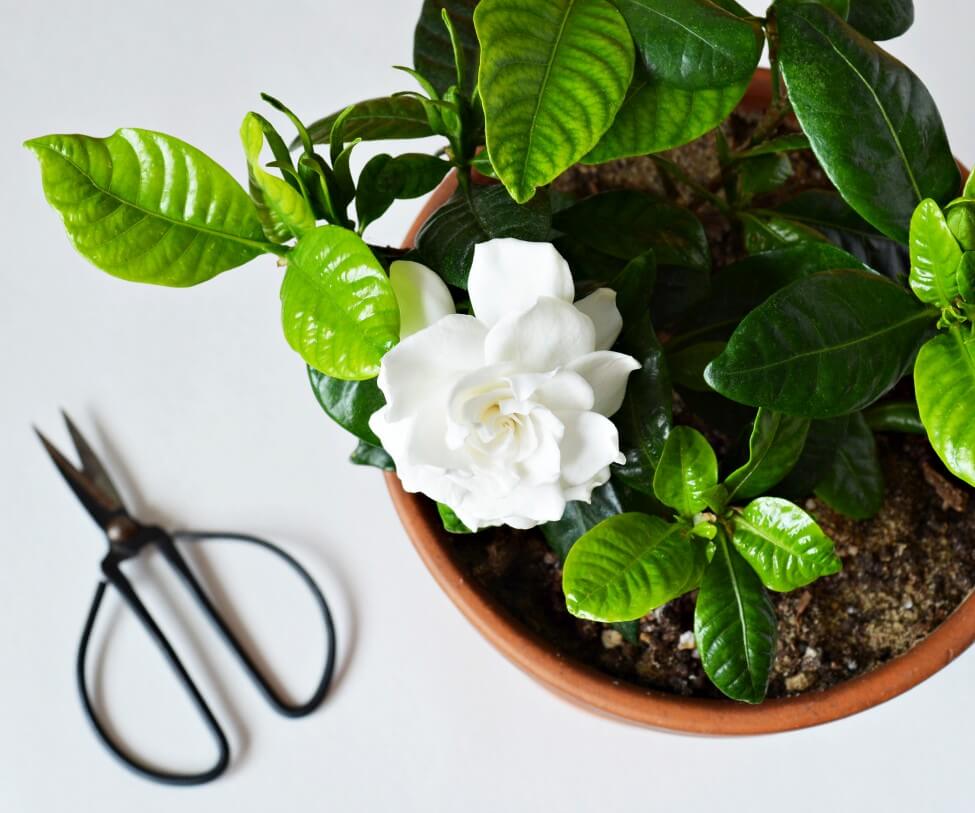 Occasions de cadeaux appropriées pour les fleurs de Gardenia