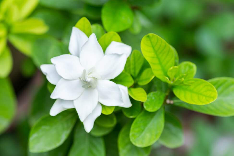 Utilisations et bienfaits des fleurs de gardénia