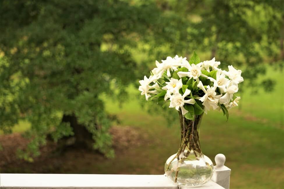 Comment prendre soin des fleurs de gardénia fraîchement coupées