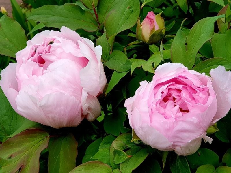 Pivoine rose