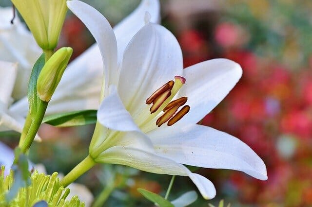La fleur de lys