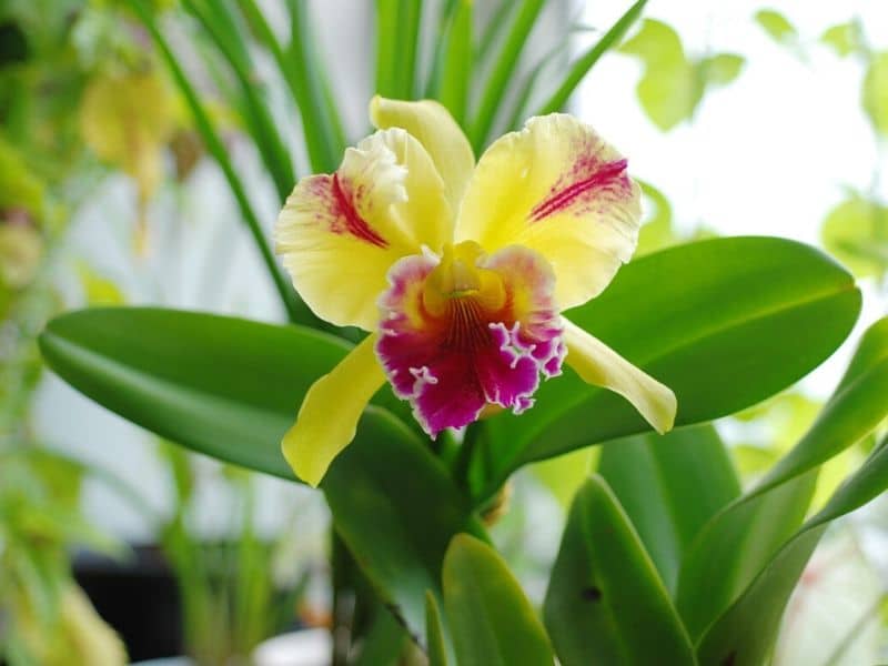 orchidée cattleya
