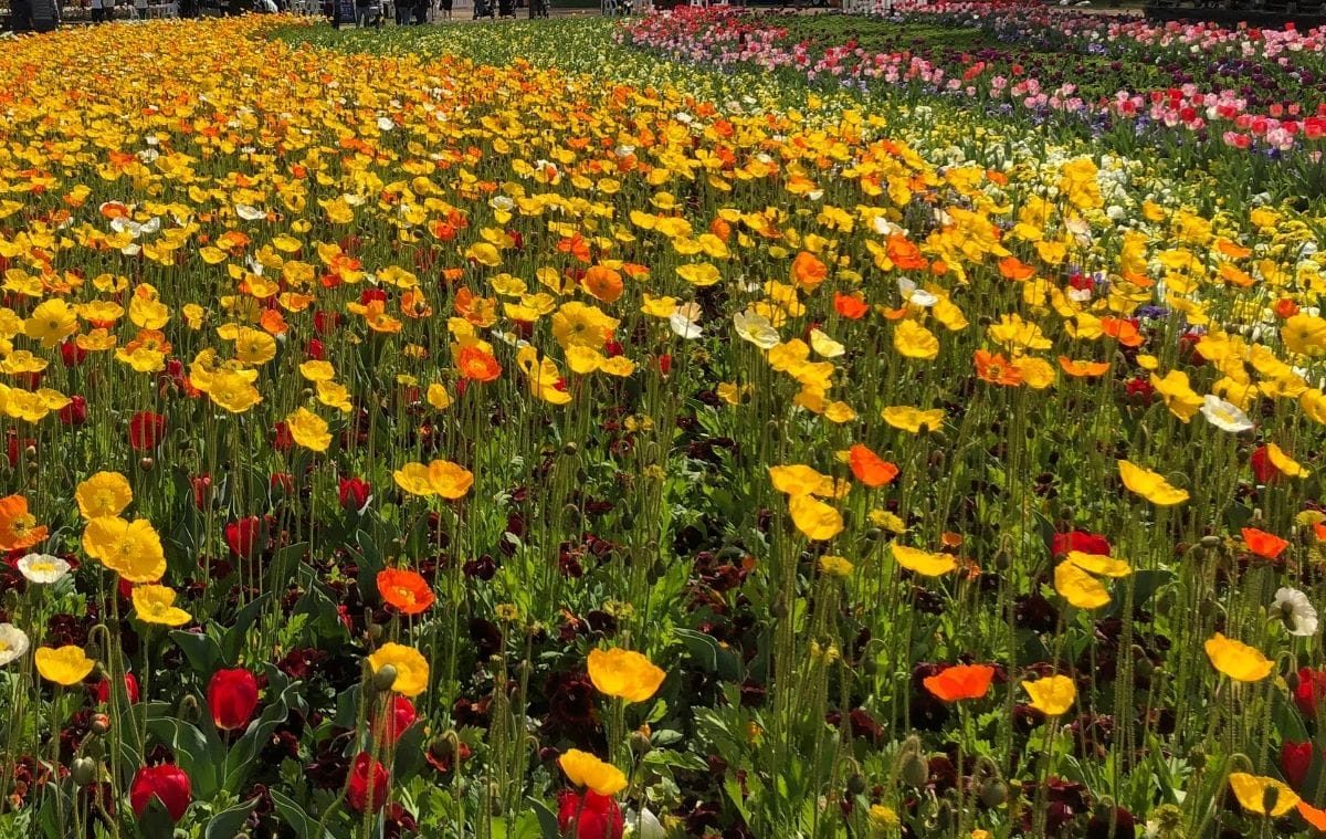 Top 15 des fleurs qui poussent vite et se propagent rapidement pour un jardin parfaitement fleuri