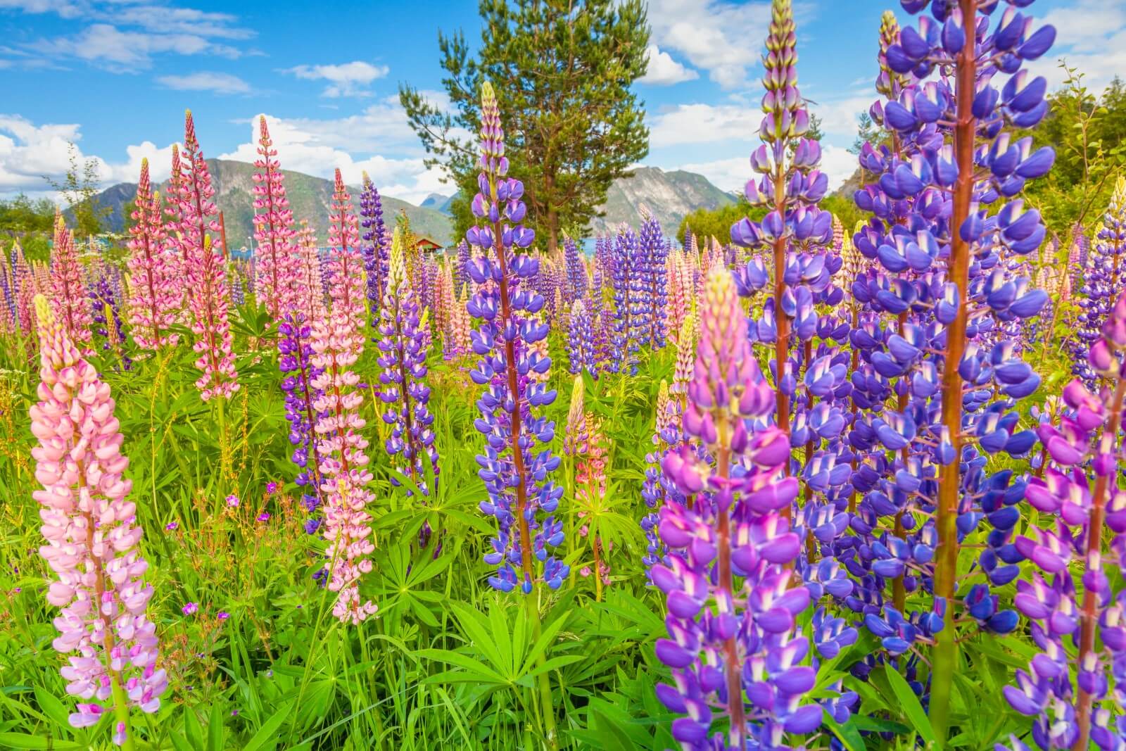 10 Fleurs Sauvages Vivaces Pour Fleurir Facilement Votre Jardin 10 Fleurs Sauvages Vivaces Pour Fleurir Facilement Votre Jardin