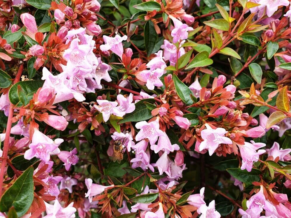 Abélia (Abelia) Fleurs roses