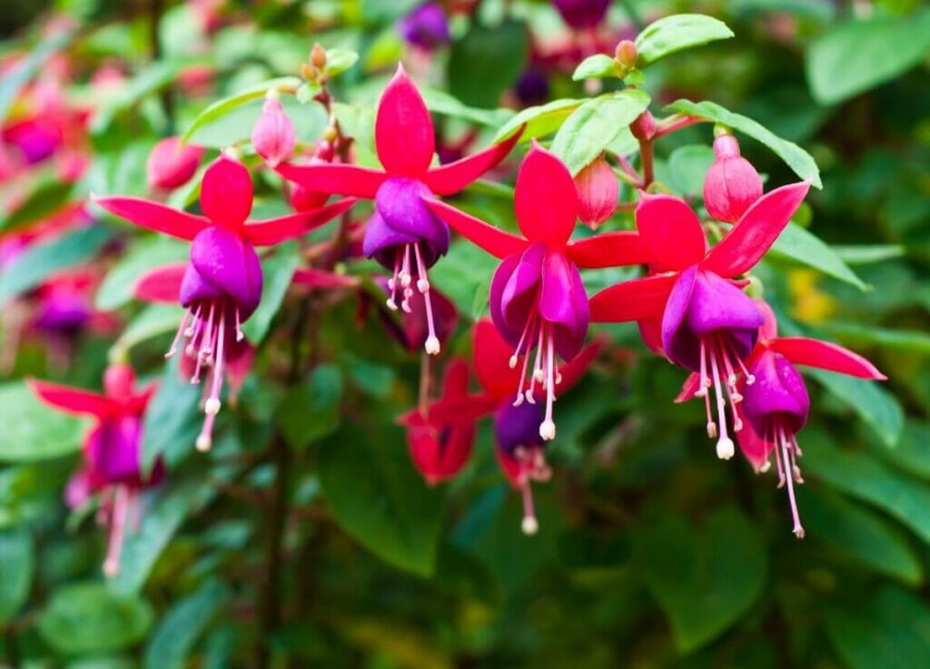 A propos de Fuchsia Flowers