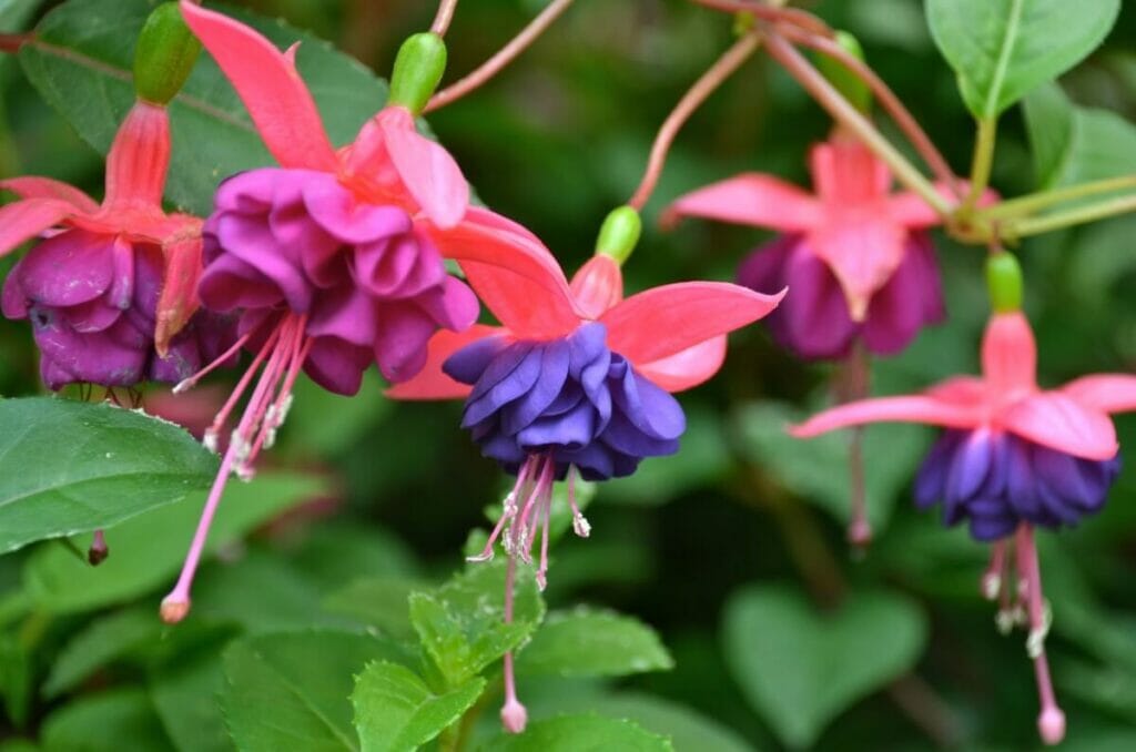 Types, espèces et cultivars de fuchsias populaires