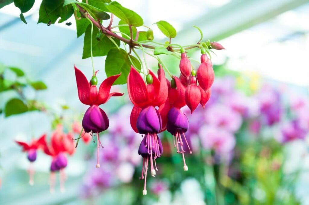 Occasions de cadeaux appropriées pour les fleurs Fuchsia