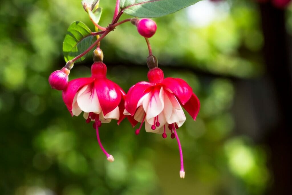 Significations religieuses et spirituelles de la fleur de fuchsia