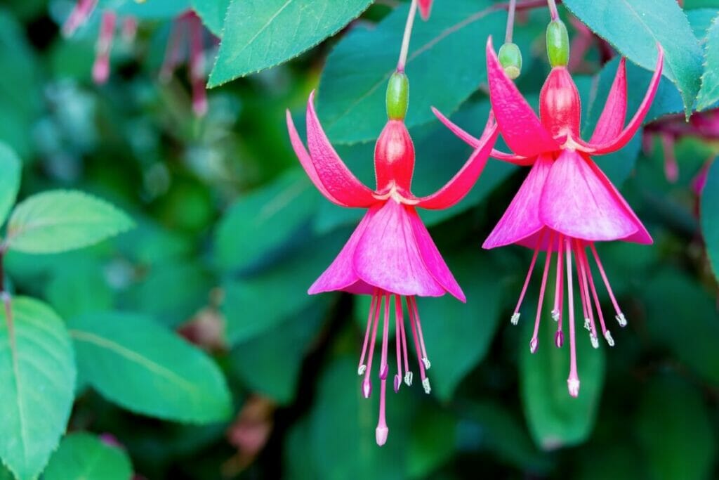 La signification, le symbolisme et l'importance culturelle des fleurs de fuchsia