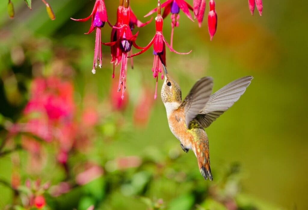 Utilisations et bienfaits des fleurs de fuchsia